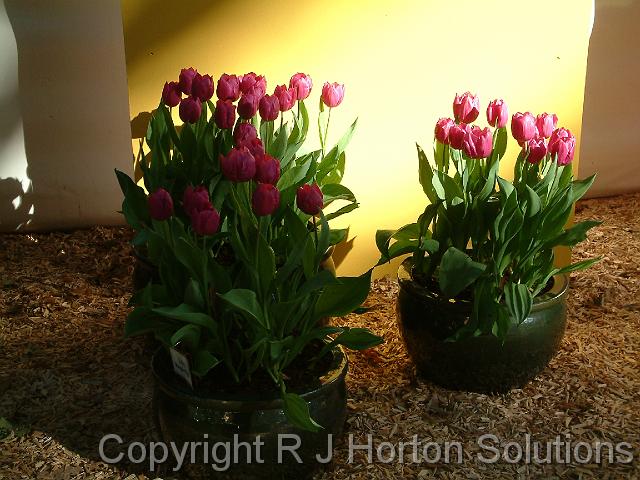 Tulips potted